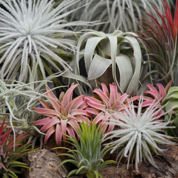 一物一拍空气凤梨室内无土绿植净化空气懒人植物