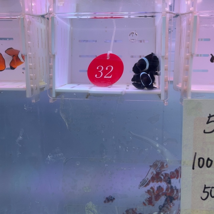 海水鱼短文礼服2条5.6