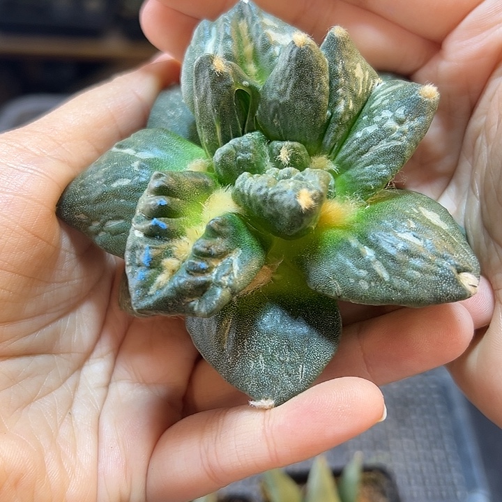 10号苗接叉尤龟甲牡丹无根8.7公分