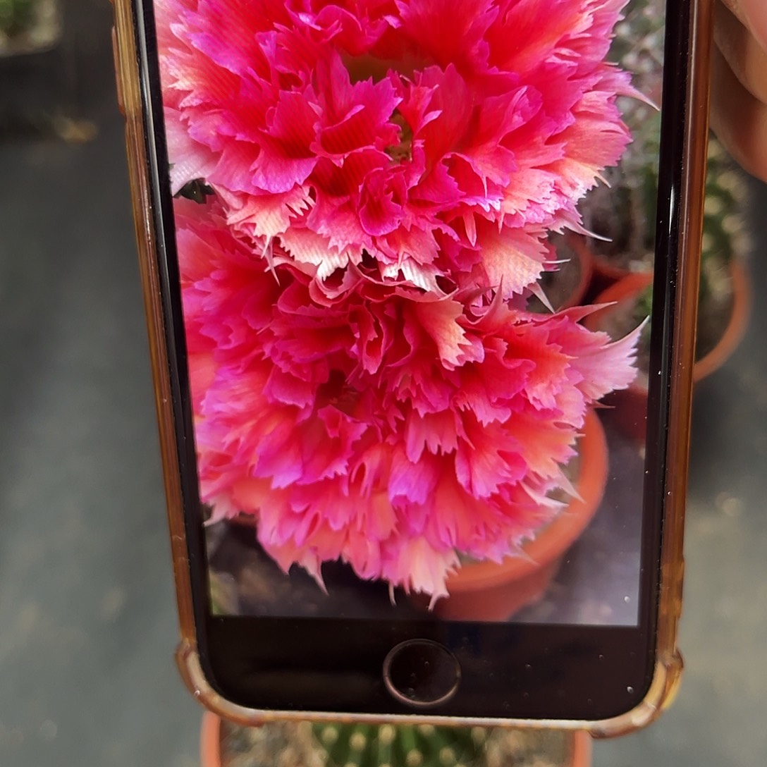 彩草2号羽毛带根5.5公分左右