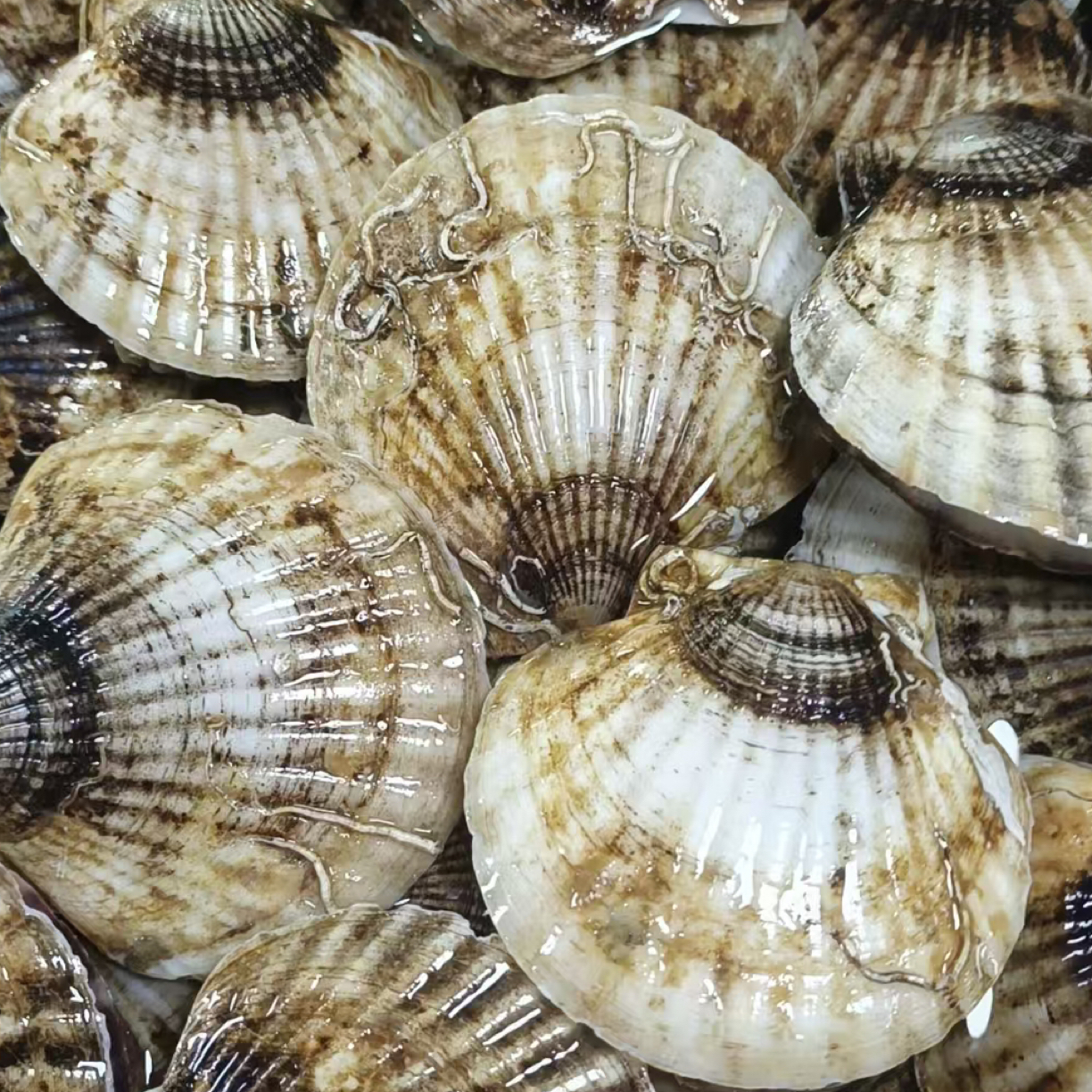 大连本地鲜活夏夷贝 顺丰/京东发货 保鲜不保活