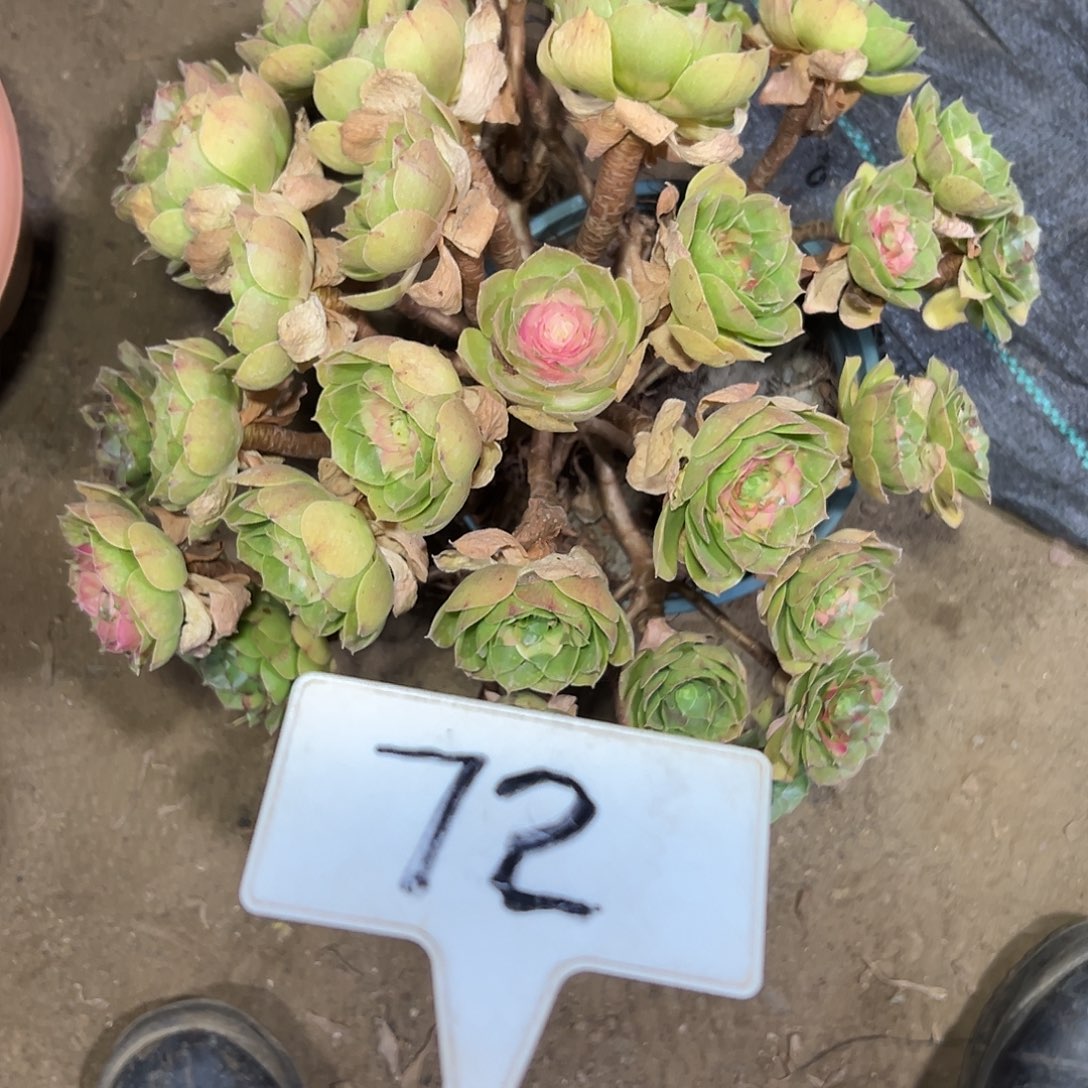 多肉植物万圣节法师72