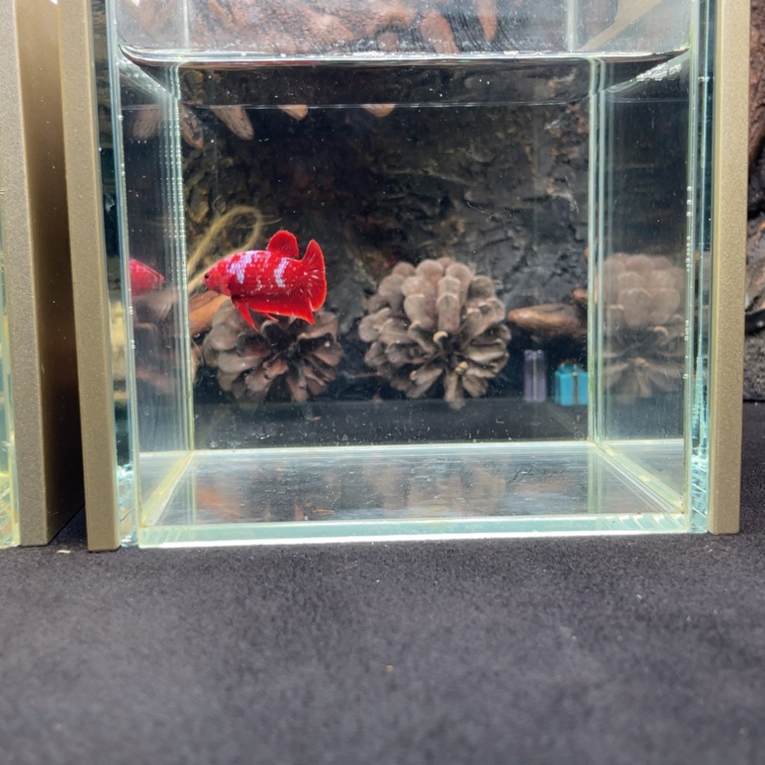 斗鱼十二月二十九日竞价