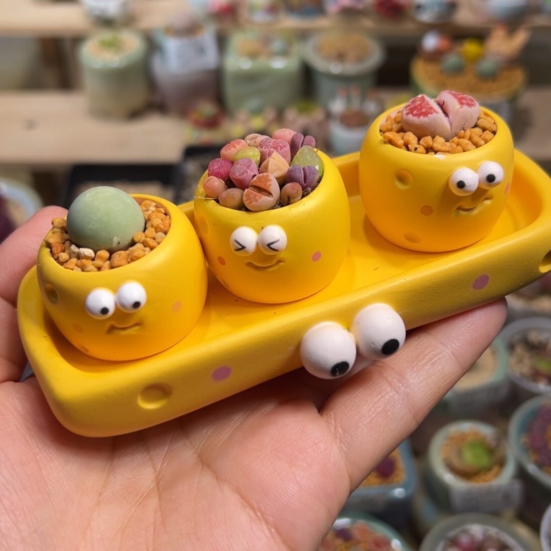 多肉植物100号奶酪组合