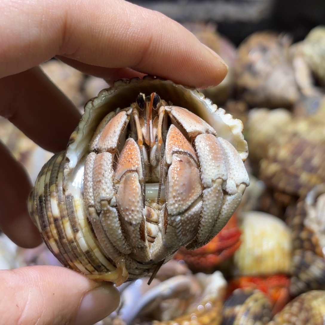 活体宠物 不退不换 7