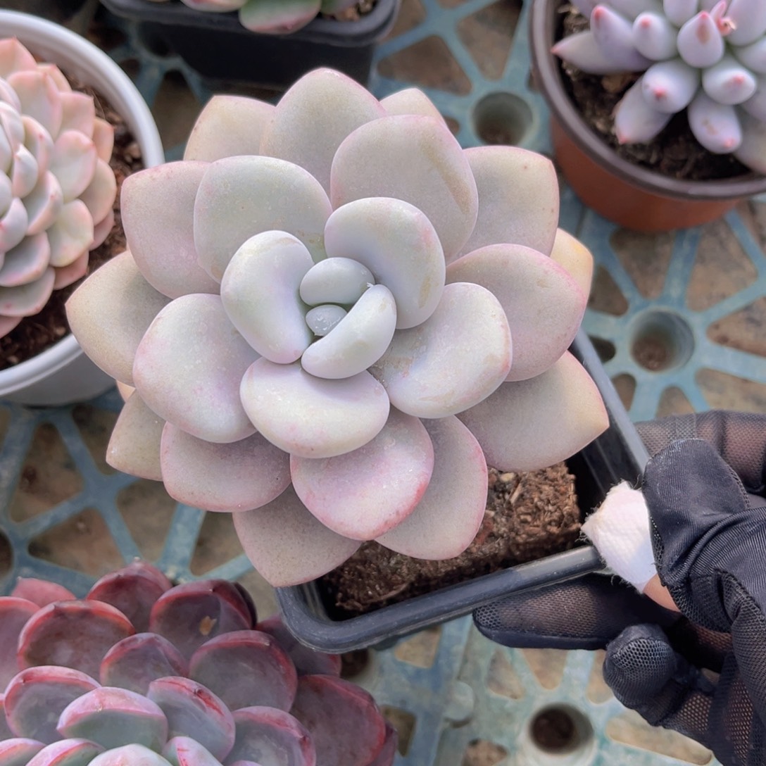 啦啦奶11.5公分9988888