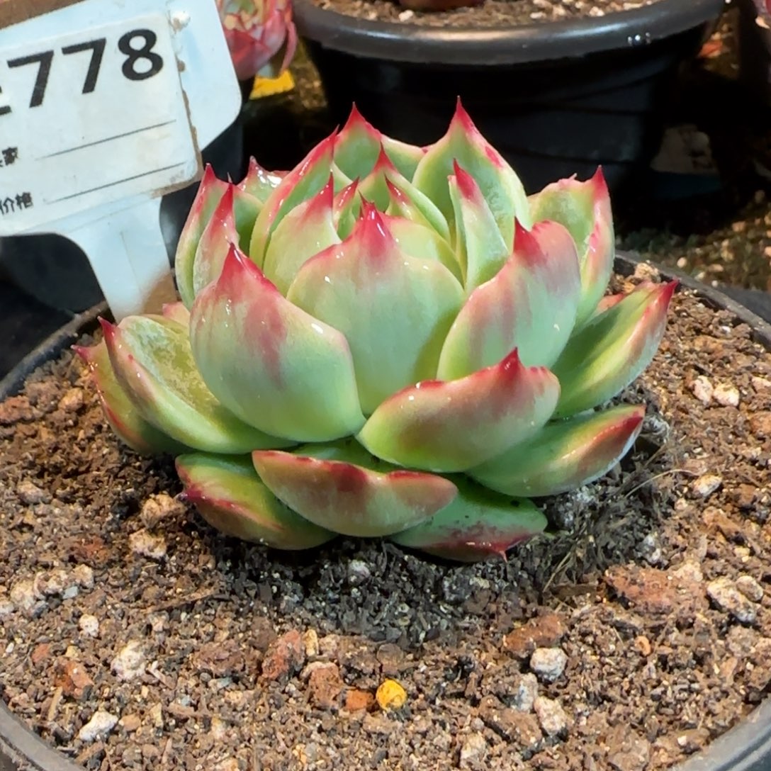 惊鸿一物一拍包装收缩花旱778