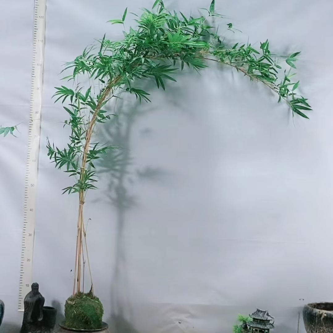 飘枝红观音竹绿观音竹室内外土培水培苔藓球观赏绿植盆栽