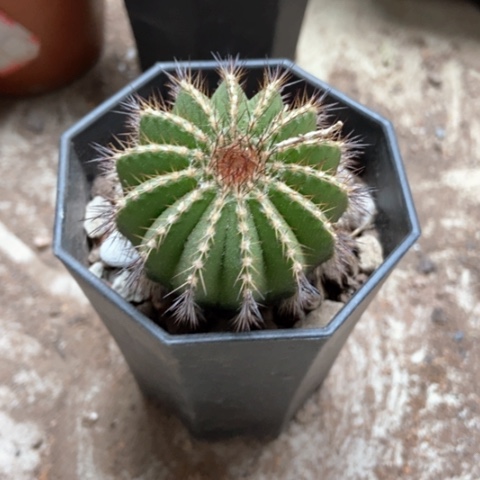 油博仙人球25米仙人球