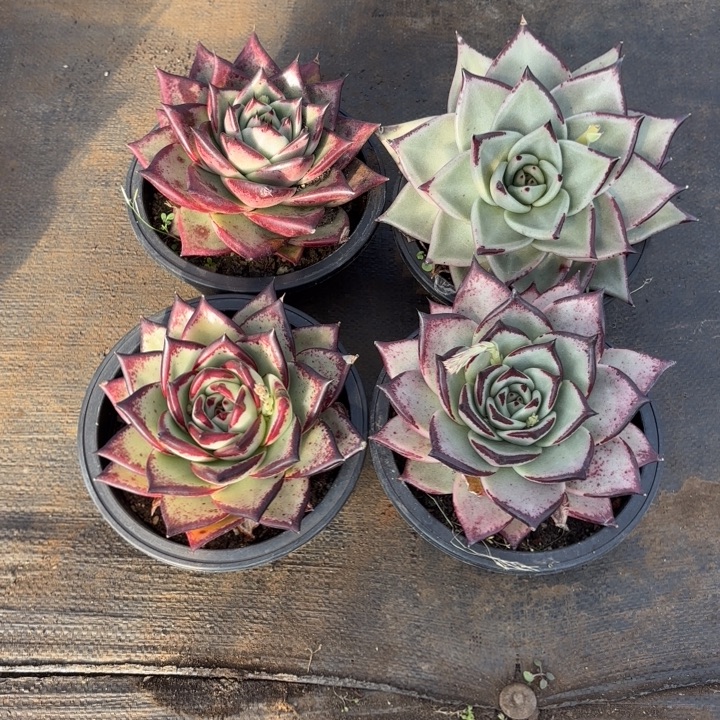 一组乌木。      多肉