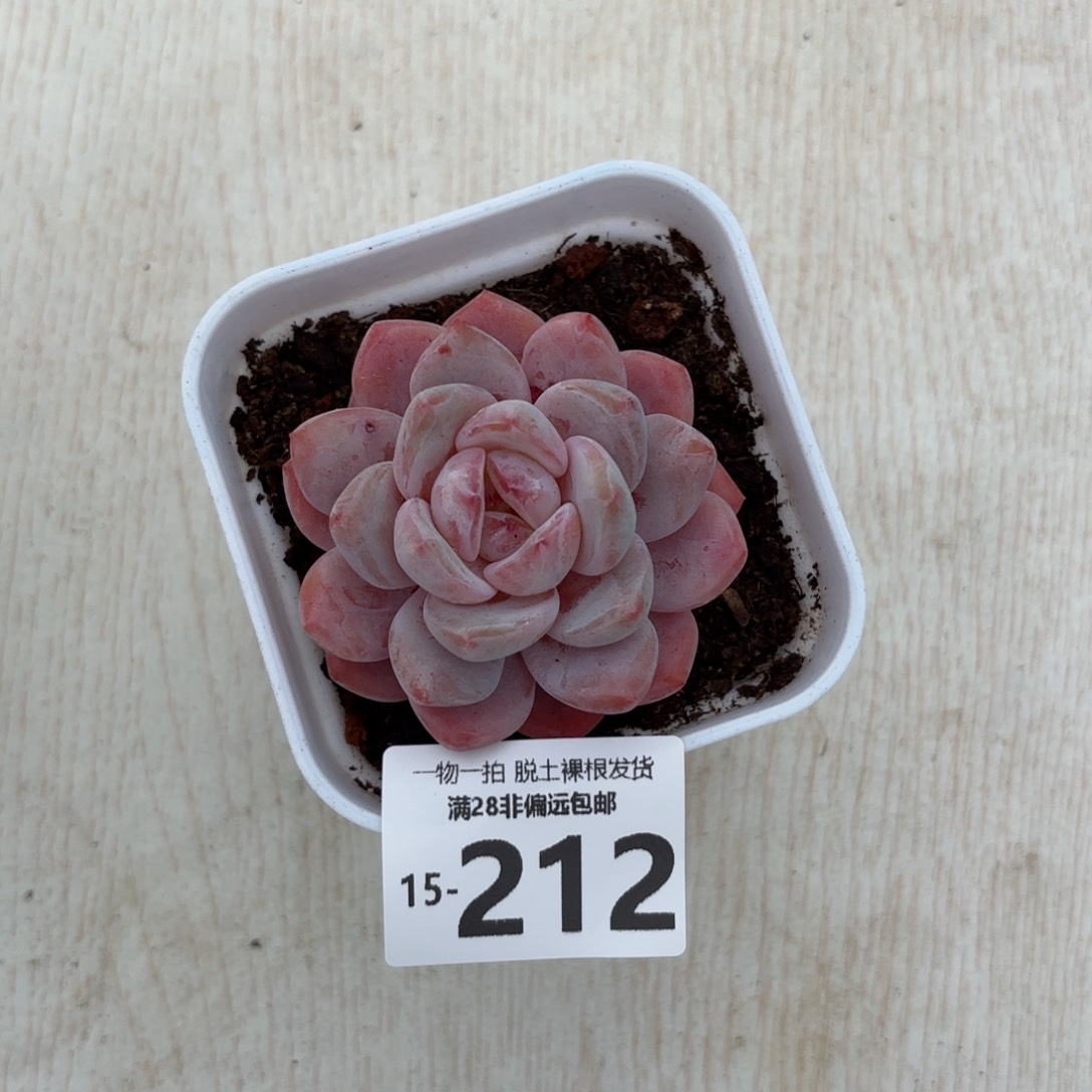 橙梦露单头多肉老桩