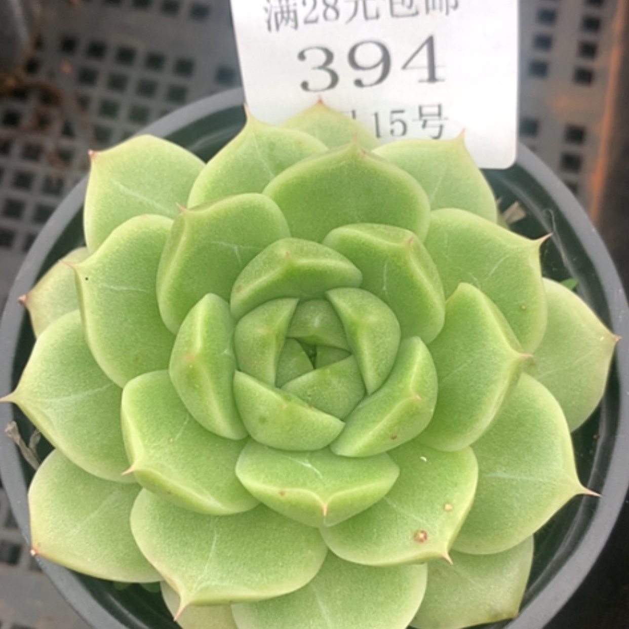 【闪购商品】云394号