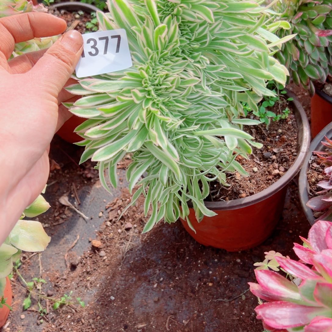 我1377 号多肉法师新年特价