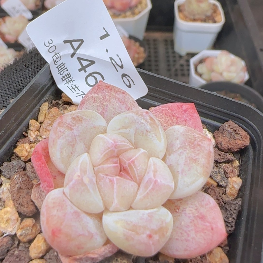 糖心冰玉一颗脱土