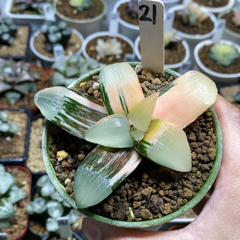 【闪购商品】21实生