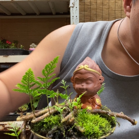 红陶一物一拍所见即所得138