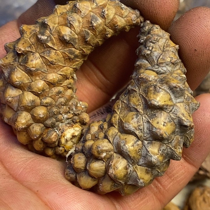 文玩核桃吊坠东北特产51