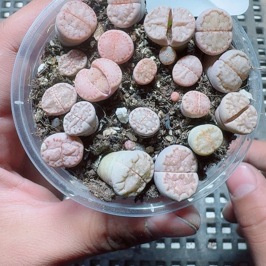 203 多肉植物多肉植物