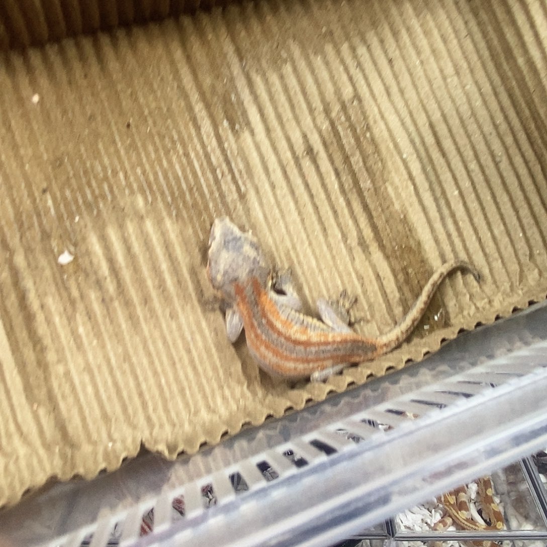 像****盖勾亚守宫11111111111