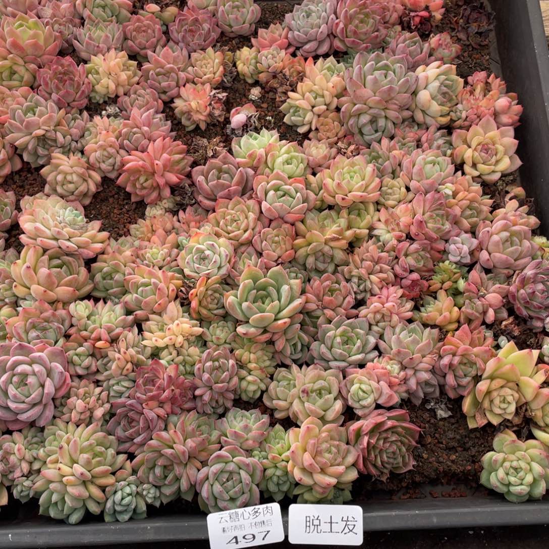云糖心多肉植物497