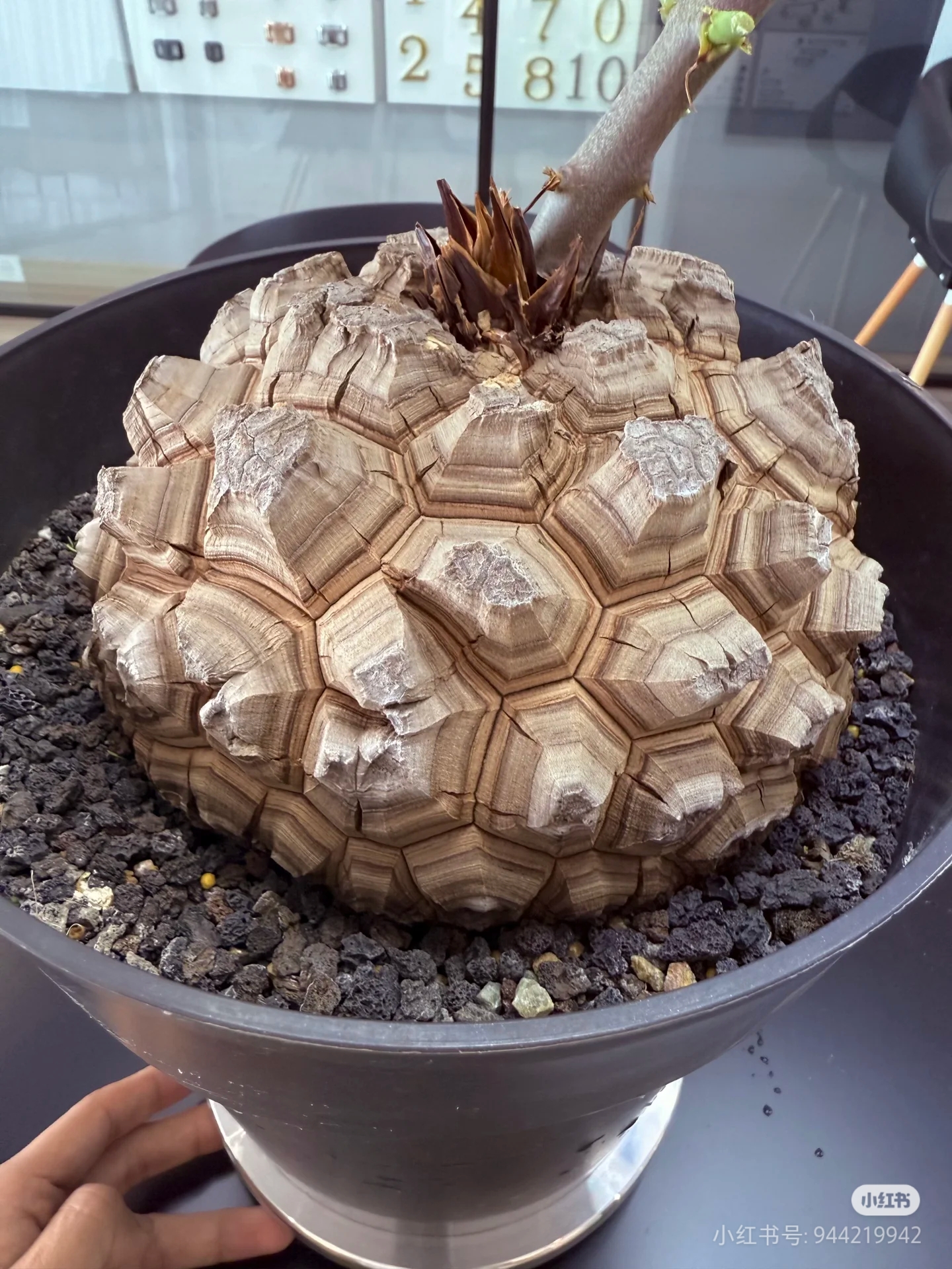 龟甲龙幸运盲盒不退不换下单前告诉主播