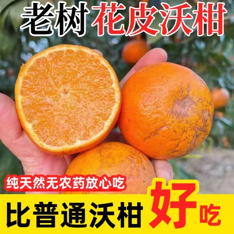 【XGYY】云南高原沃柑带箱10斤果园直发新鲜应季薄皮水果