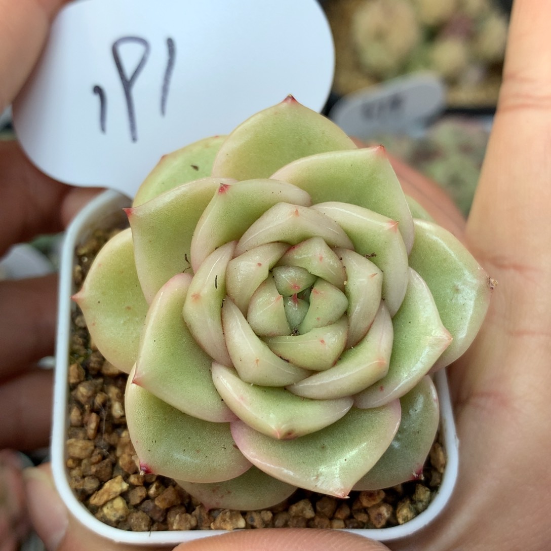 玉芷珍妮锦单头191