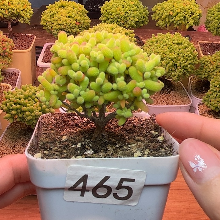 无花朵465金桔糖球