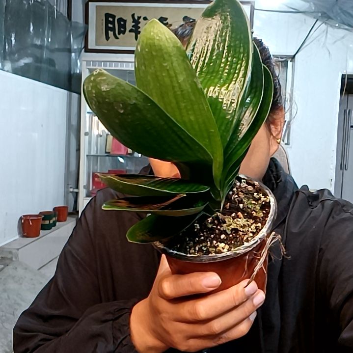 8333掌中宝69一颗