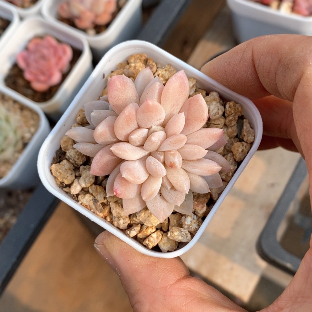 精品多肉一物一拍不包整115