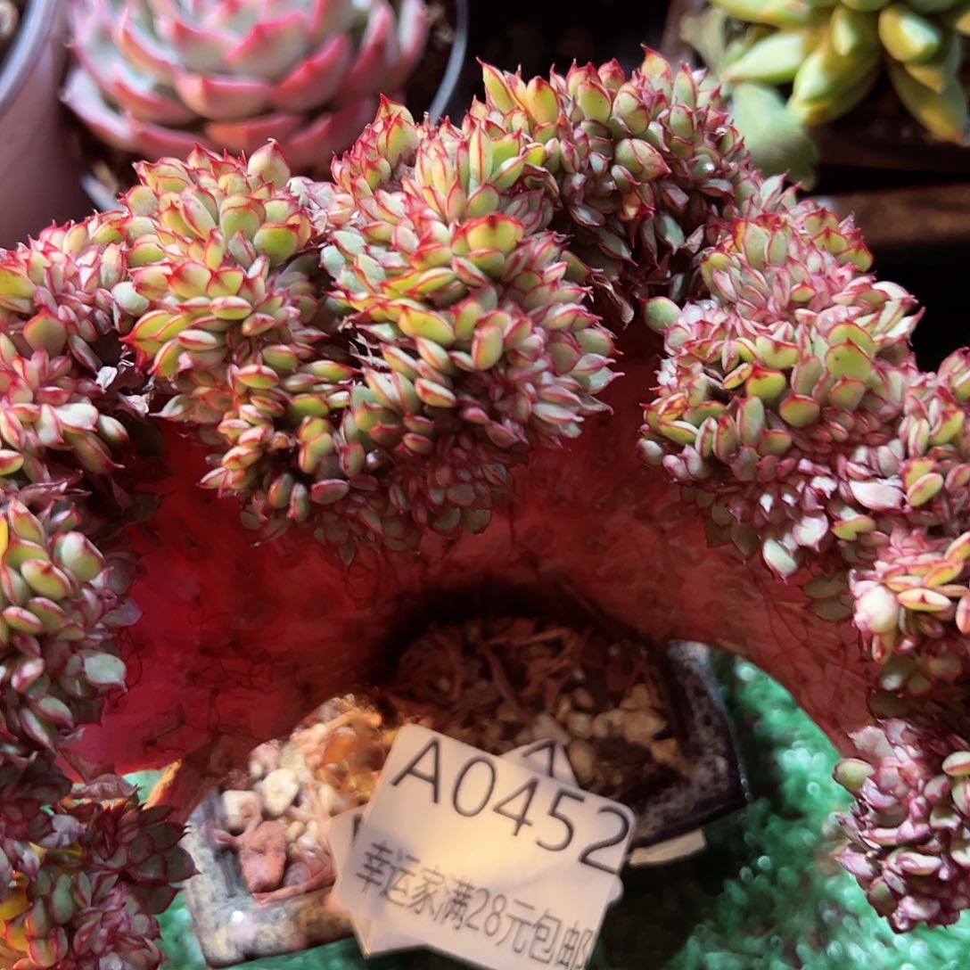 幸运的是我的朋友们都