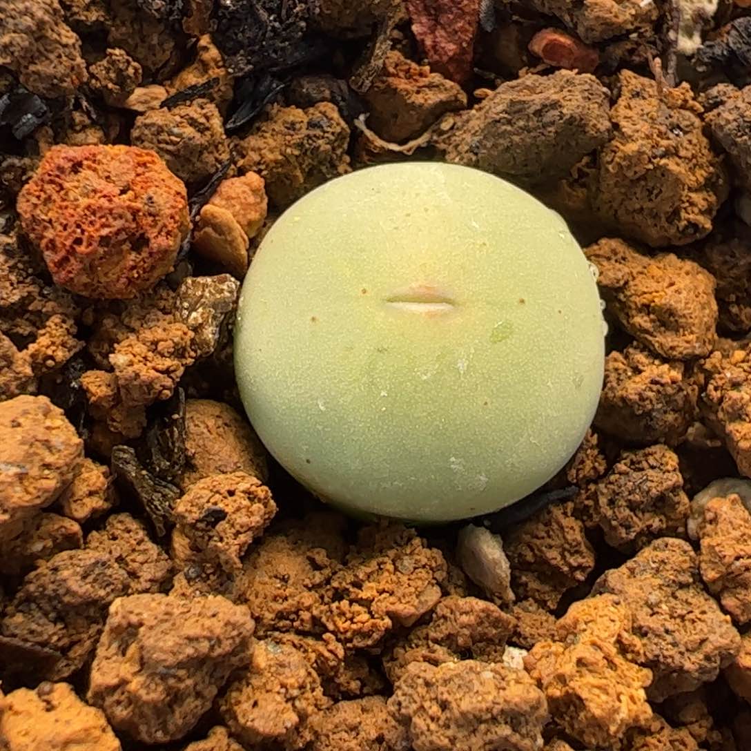 051多肉植物百科