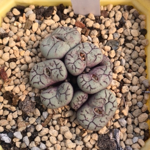 多肉肉锥 Y661墨小锥