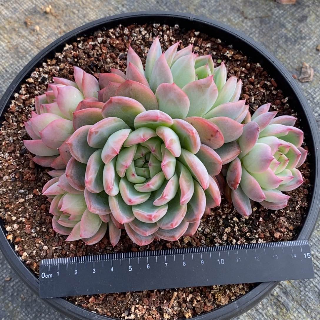 自助下单一物一拍多肉下滑有惊喜