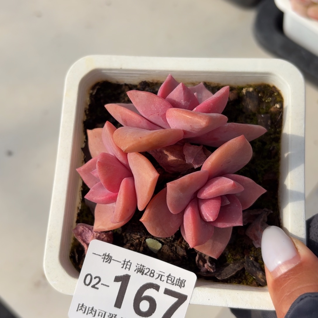 彩虹糖无盆土发货无盆