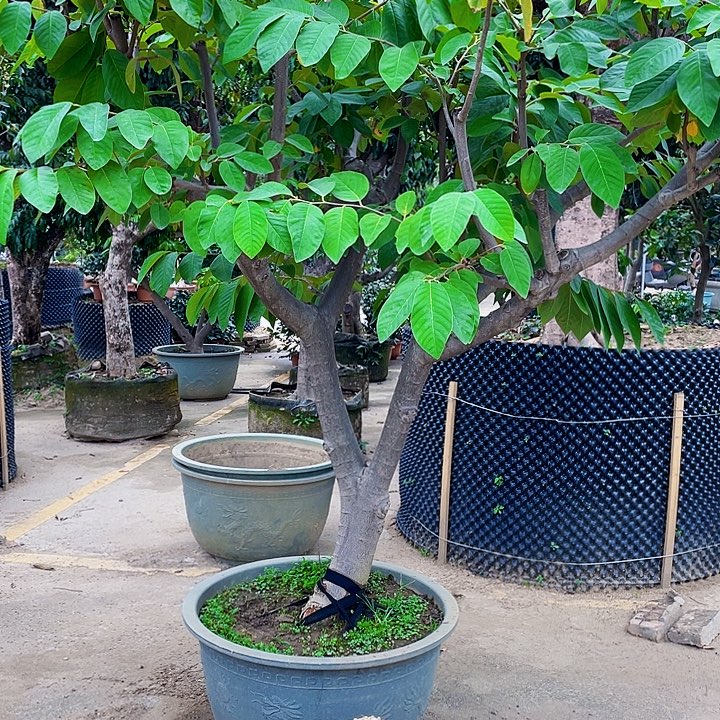 范***A完全开放果树888888