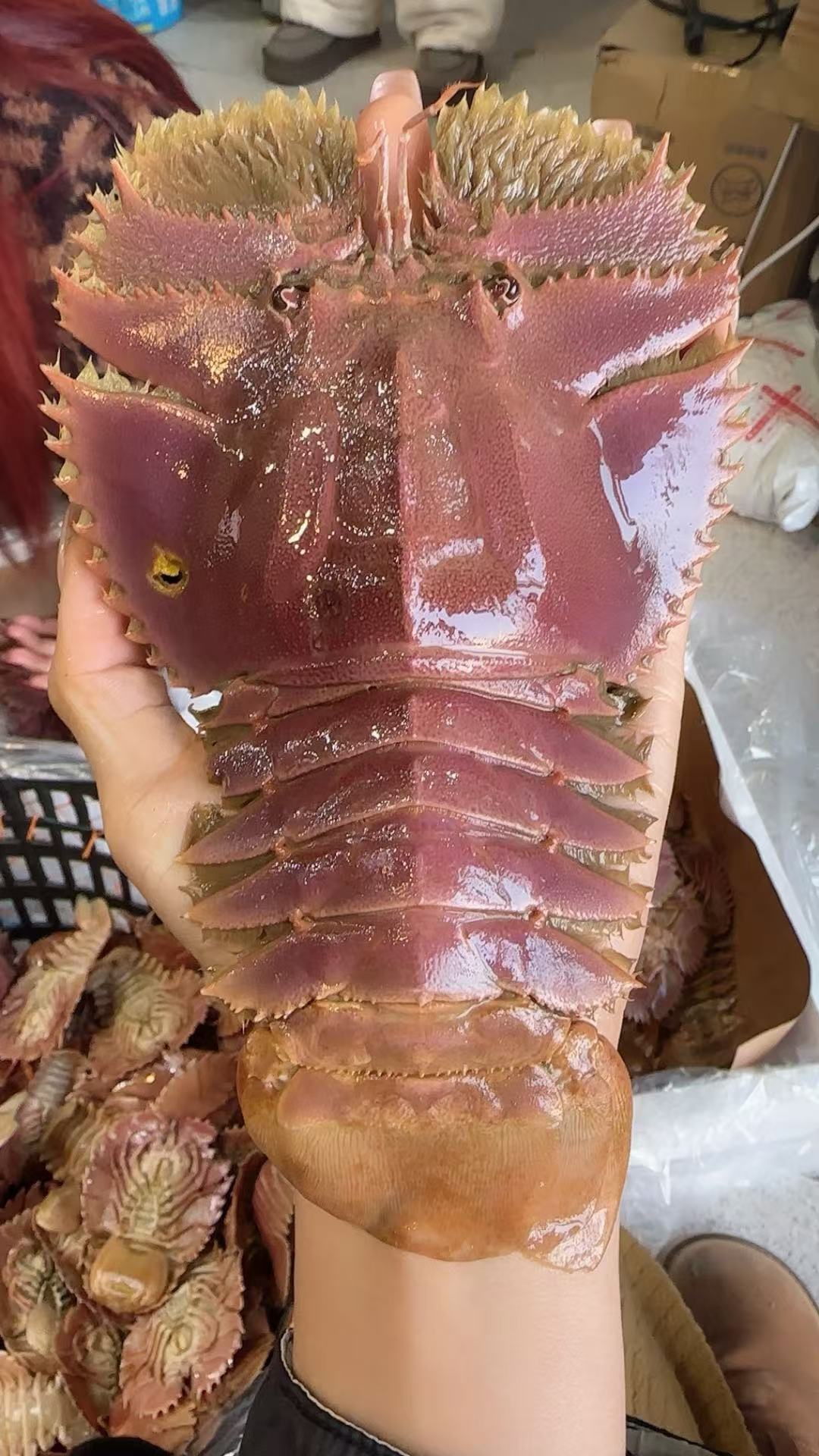 大号琵琶虾  东海海鲜  充氧活发  包鲜不包活   1000g  