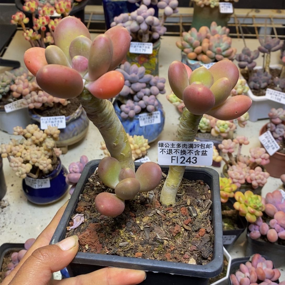 243金蟾多肉整13c m