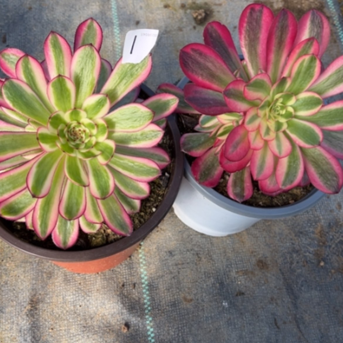 【闪购商品】1两颗多肉法师