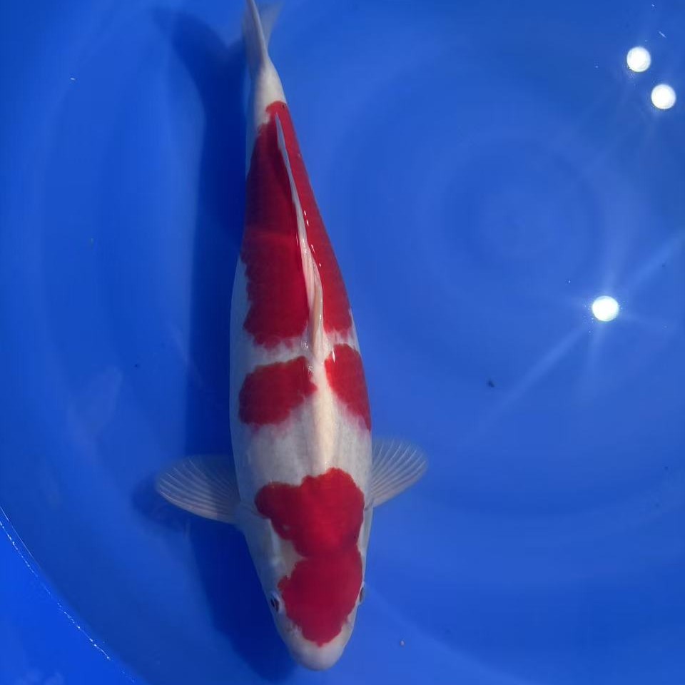 锦鲤观赏鱼 大正红白本页面数据及图片皆为展示 实物以直播间为准