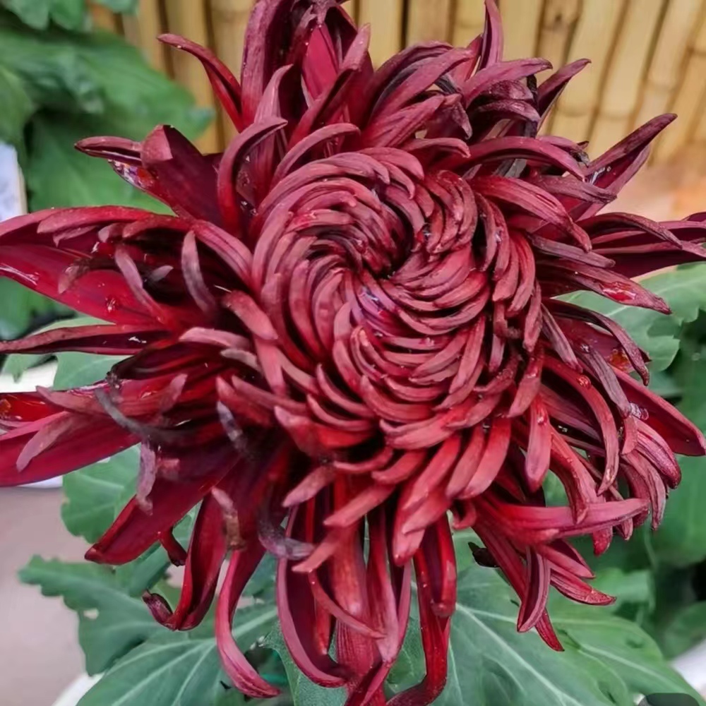 【恒水黑旋风】菊花盆栽带花苞花卉植物