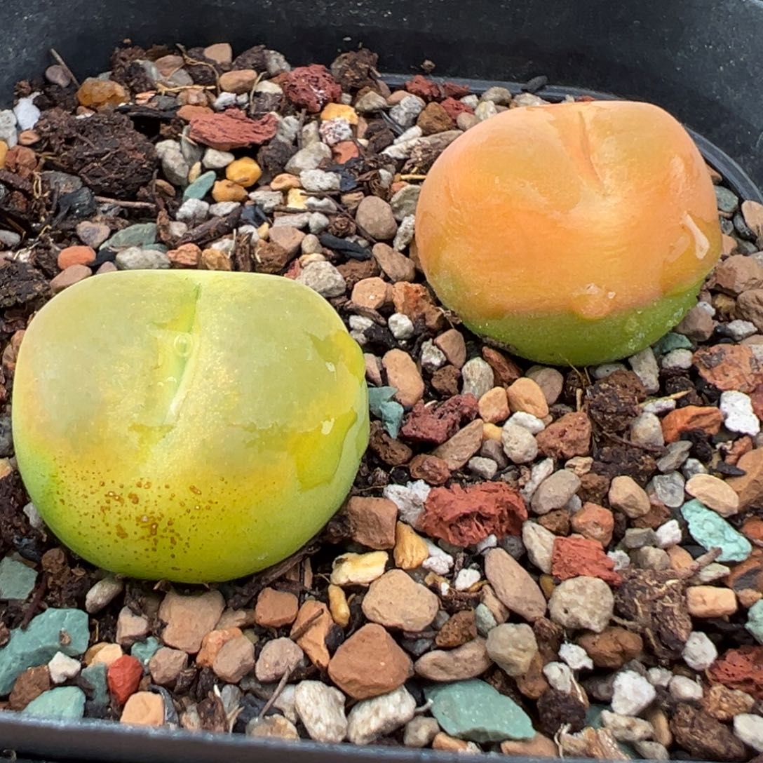 8.24好看的多肉脱土发货042