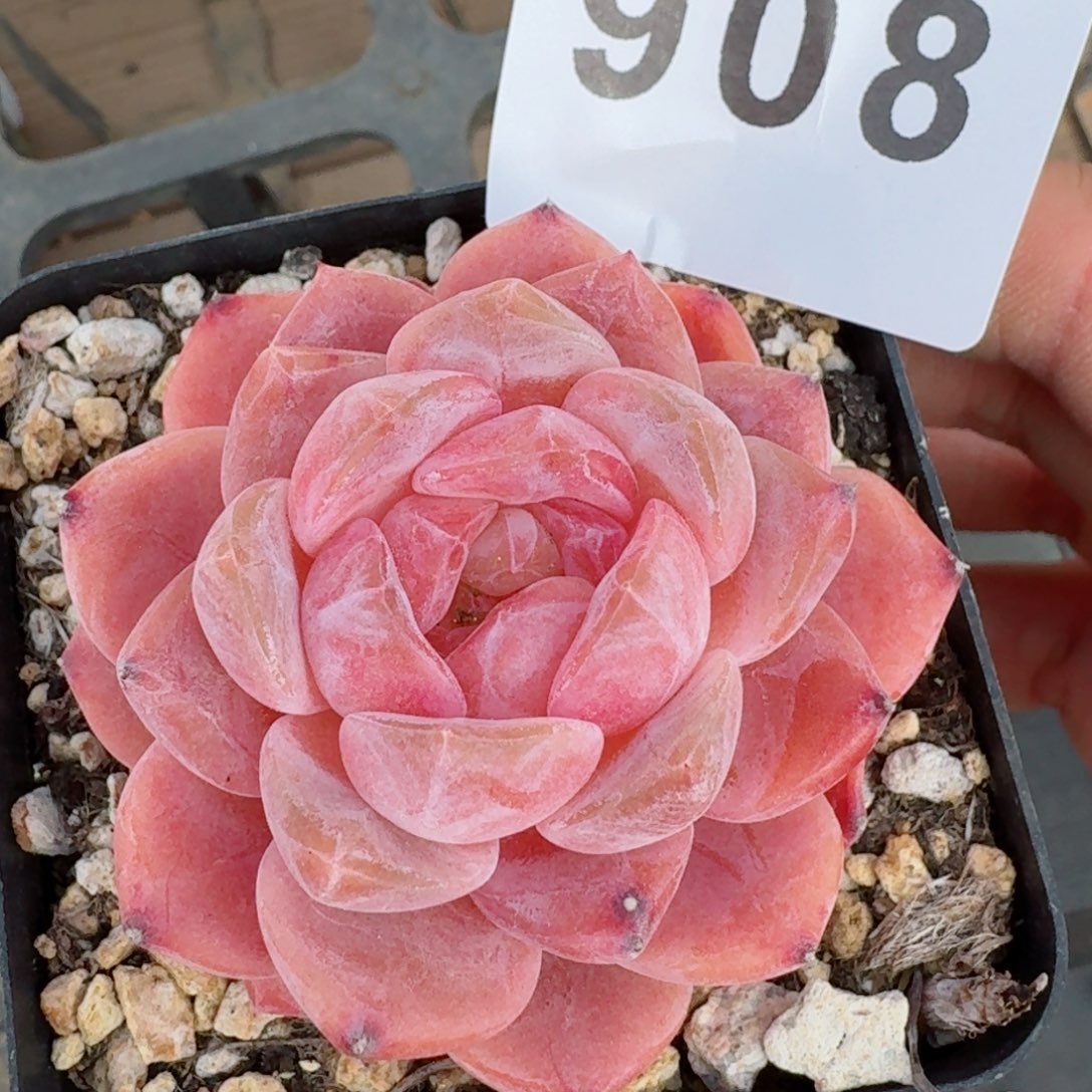 冰魄         精品多肉