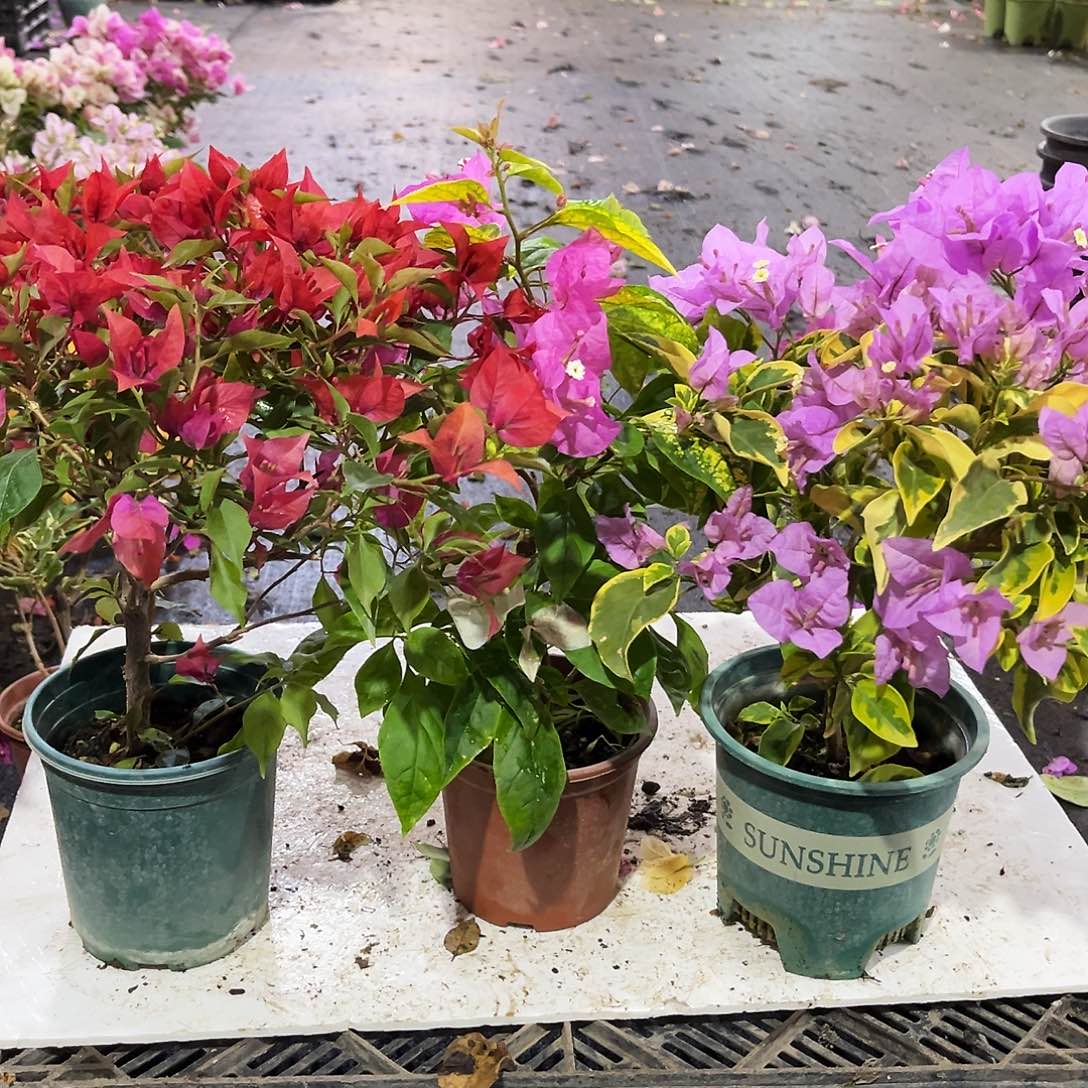 大部分花苞少量开放紫桑巴，斑红樱，粉可爱