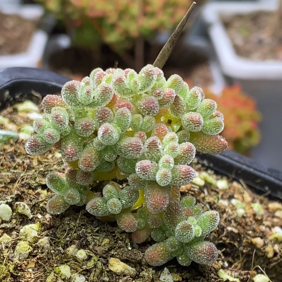 冰晶枝干番杏D535