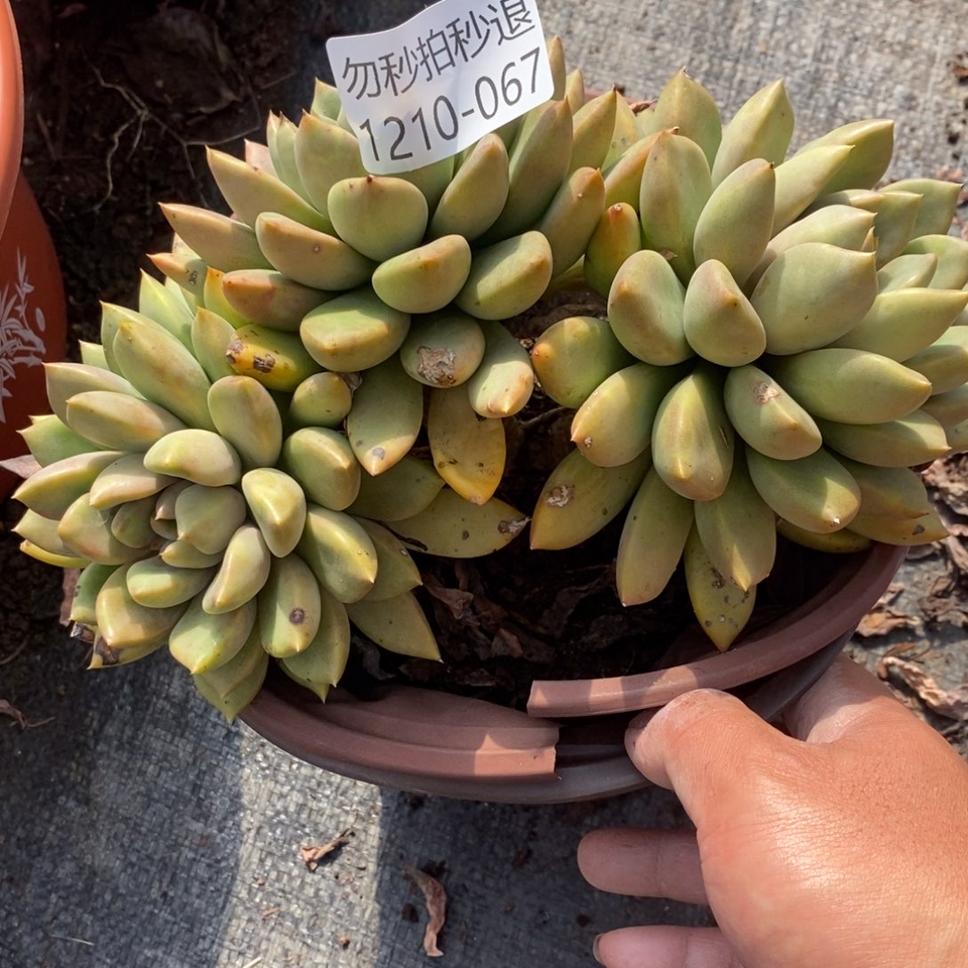 勿秒拍秒退1210-67象牙