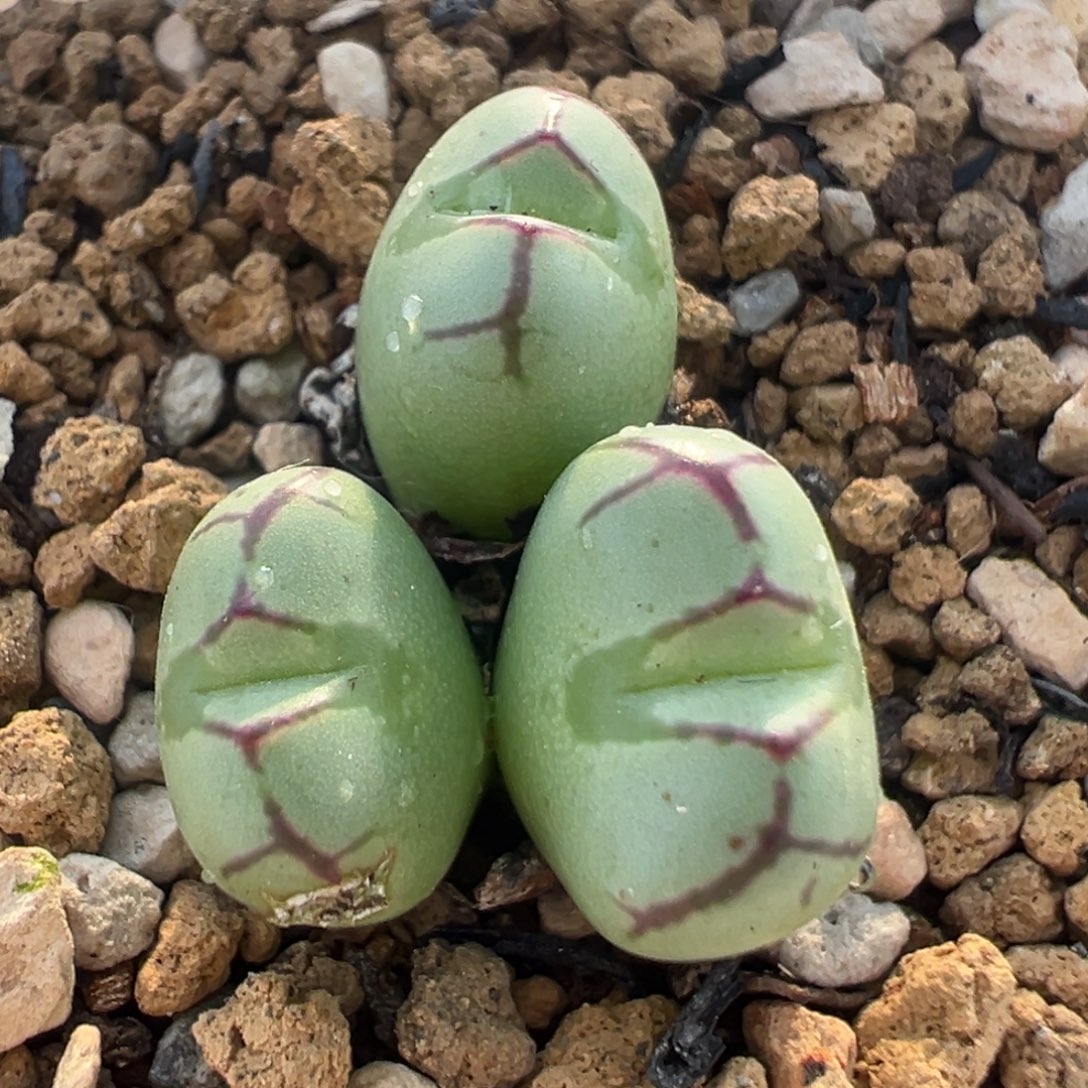 98多肉植物百科植物