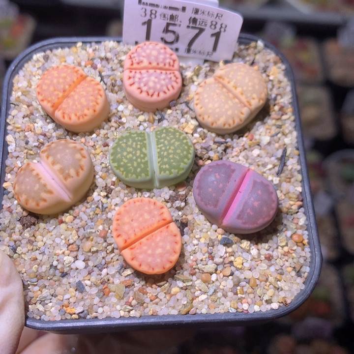 精品sss多肉花1571