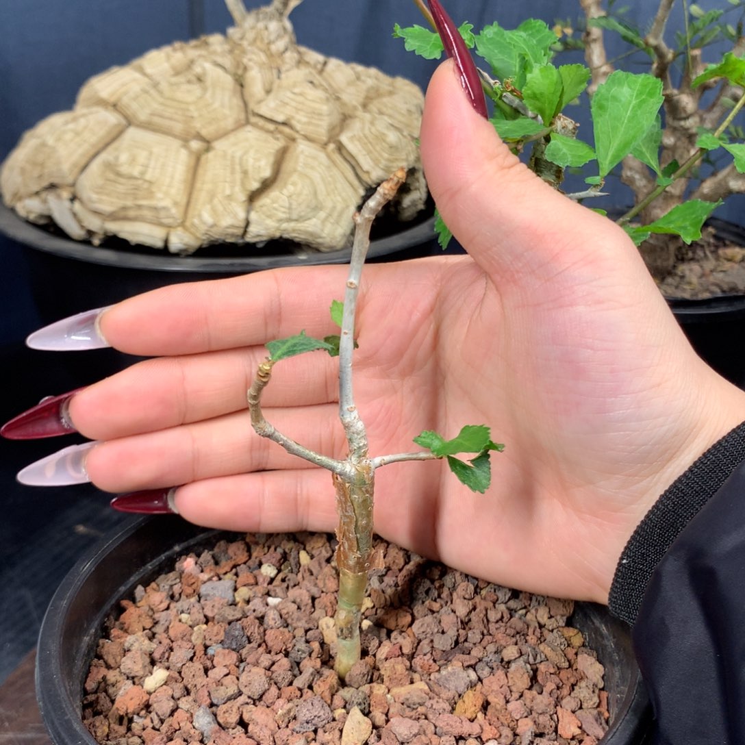 怀特没药实生小苗