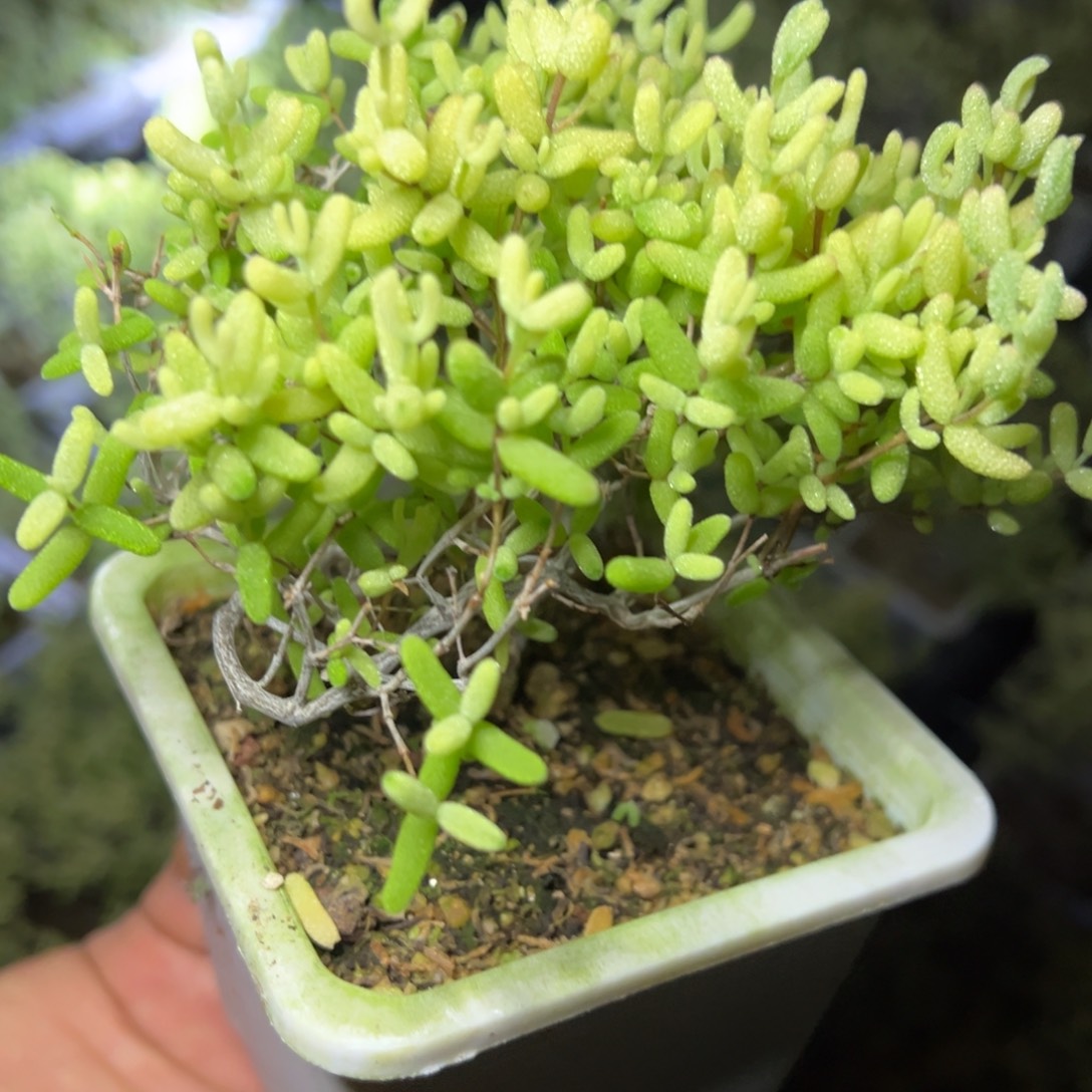 霜酪凝香10白方老桩